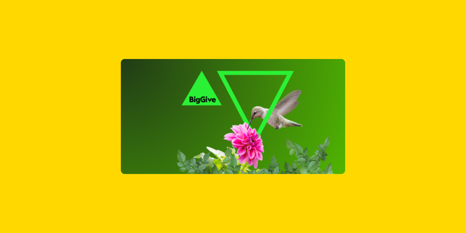 Visuel de la plateforme Big Give avec un colibri butinant une fleur rose, illustrant une campagne de collecte de fonds pour des causes environnementales.